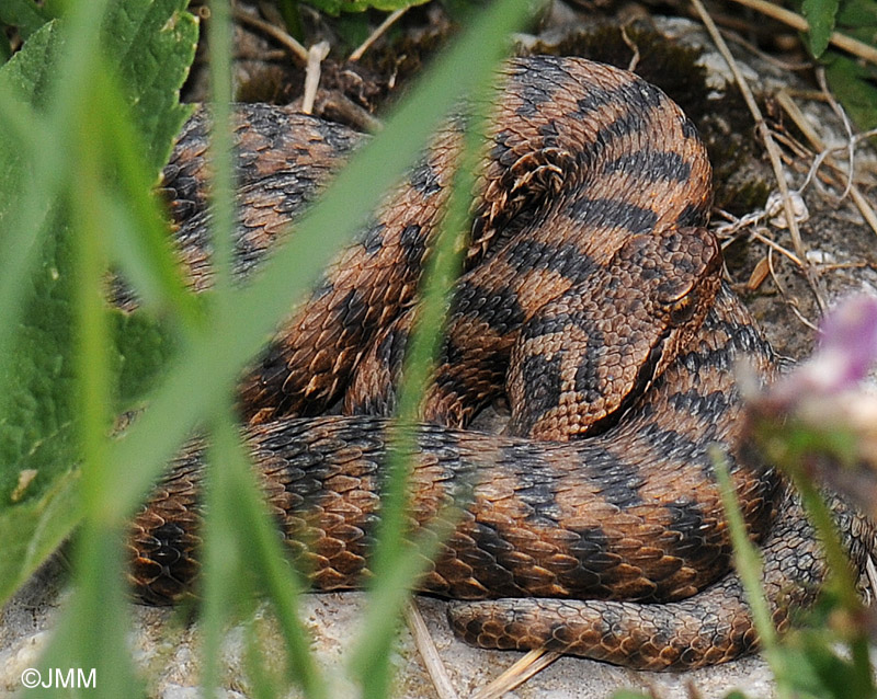 Vipera aspis atra : Vipre aspic des Alpes