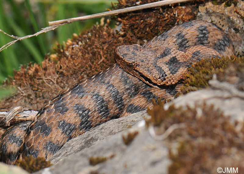 Vipera aspis atra : Vipre aspic des Alpes