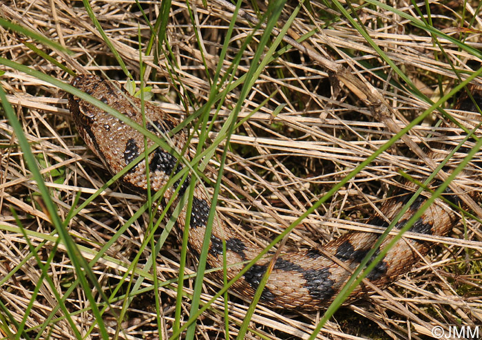 Vipera aspis : Vipre aspic