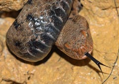 Vipera aspis