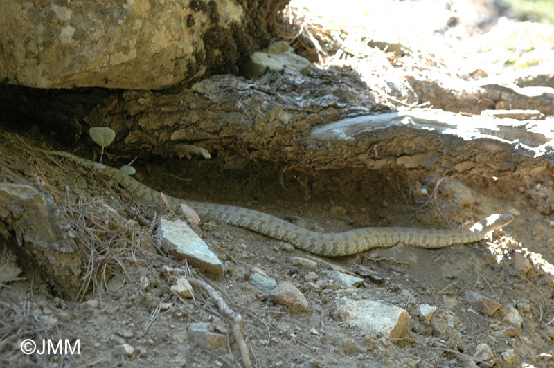 Vipre du Levant