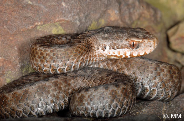 Vipera seoanei : Vipre de Seoane