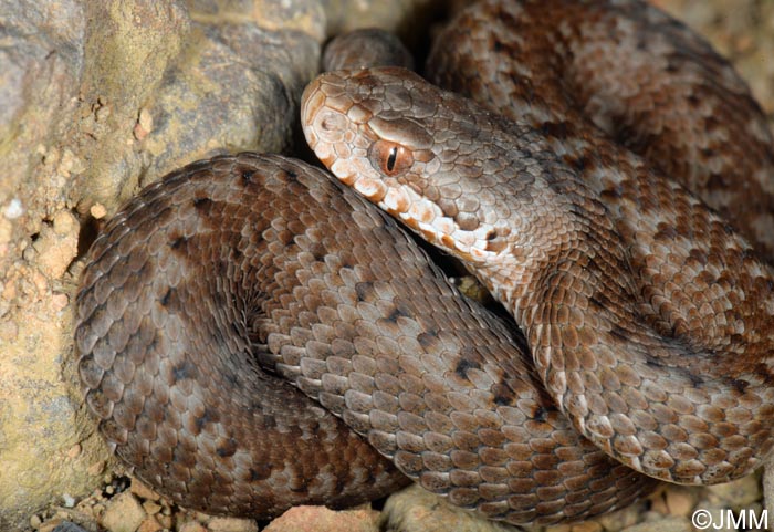 Vipera seoanei : Vipre de Seoane