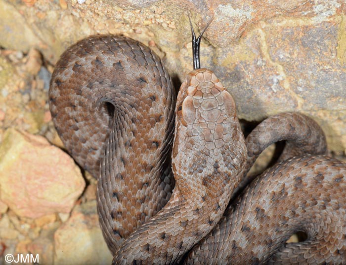 Vipera seoanei : Vipre de Seoane