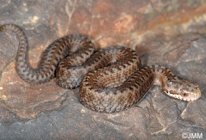 Vipera seoanei : Vipre de Seoane