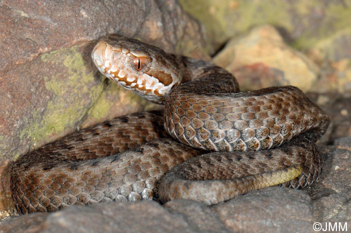 Vipera seoanei : Vipre de Seoane