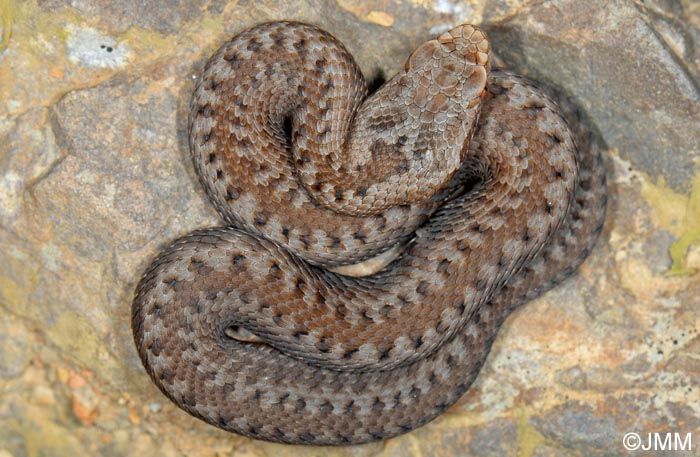 Vipera seoanei : Vipre de Seoane