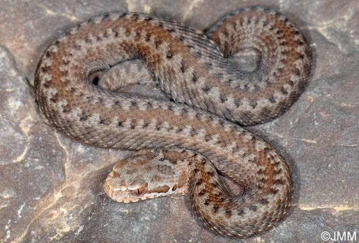 Vipera seoanei : Vipre de Seoane