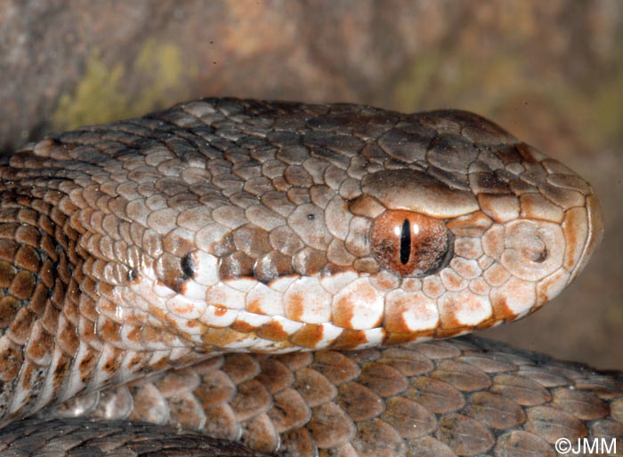 Vipera seoanei : Vipre de Seoane