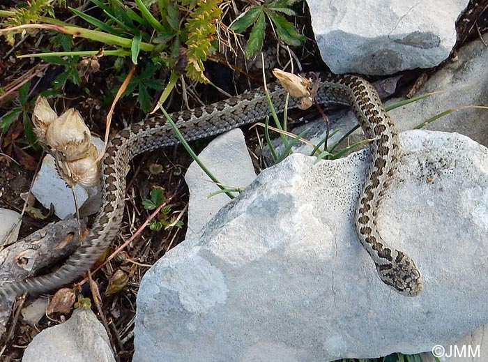 Vipera ursinii = Vipera ursinii ursinii