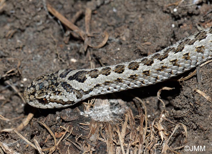 Vipera ursinii = Vipera ursinii ursinii