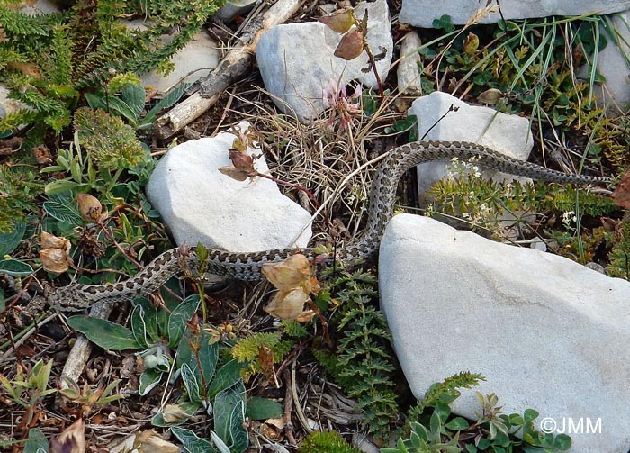 Vipera ursinii = Vipera ursinii ursinii