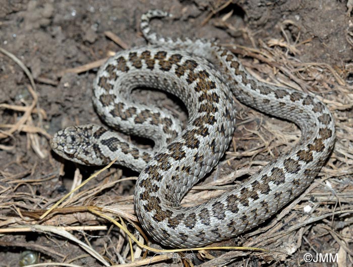 Vipera ursinii = Vipera ursinii ursinii