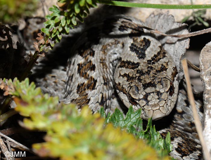 Vipera ursinii = Vipera ursinii ursinii