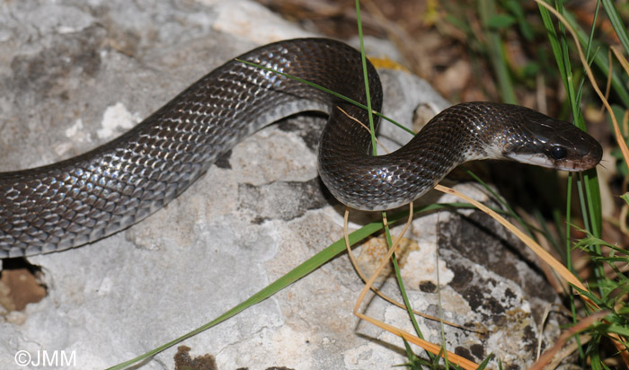 Zamenis lineatus : Couleuvre romaine