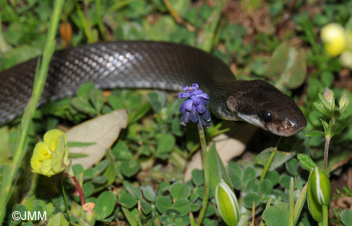 Zamenis lineatus : Couleuvre romaine