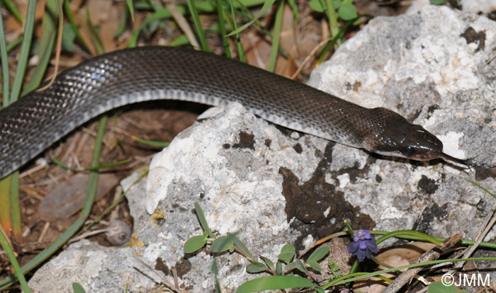 Zamenis lineatus : Couleuvre romaine