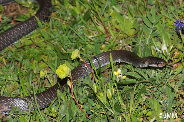 Zamenis lineatus : Couleuvre romaine