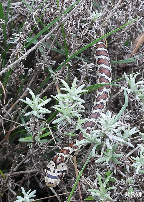 Zamenis situla : Couleuvre lopard