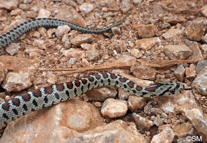 Zamenis situla : Couleuvre lopard