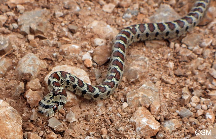 Zamenis situla : Couleuvre lopard