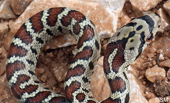 Zamenis situla : Couleuvre lopard