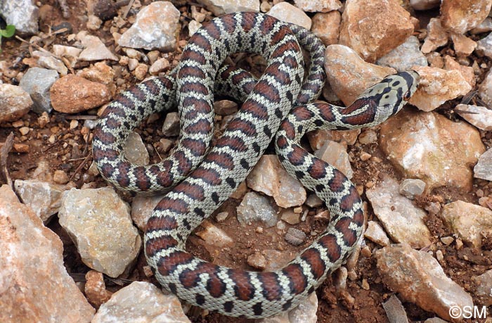 Zamenis situla : Couleuvre lopard