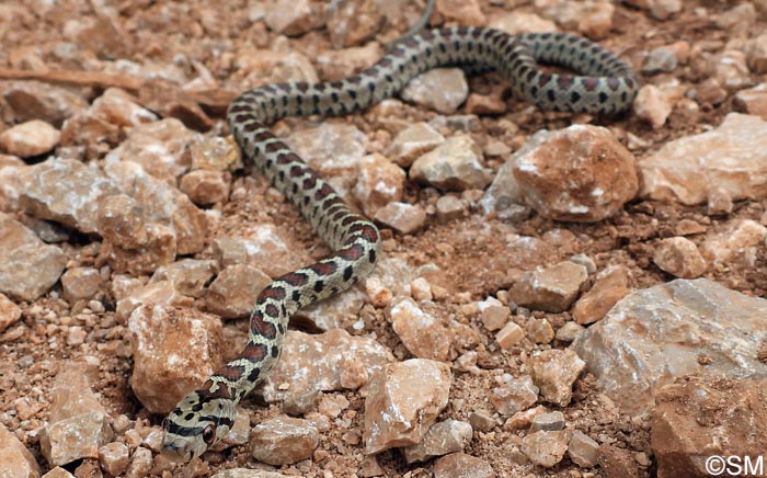 Zamenis situla : Couleuvre lopard