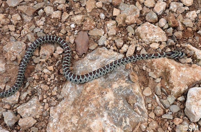 Zamenis situla : Couleuvre lopard