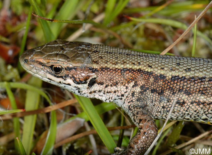 Zootoca vivipara louislantzi : Lzard vivipare de Lantz