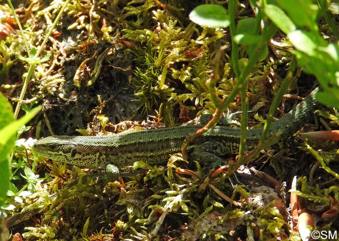 Zootoca vivipara louislantzi : Lzard vivipare de Lantz