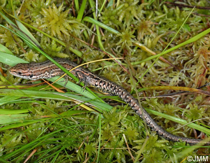 Zootoca vivipara louislantzi : Lzard vivipare de Lantz