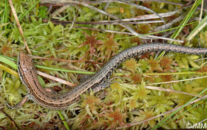 Zootoca vivipara louislantzi : Lzard vivipare de Lantz