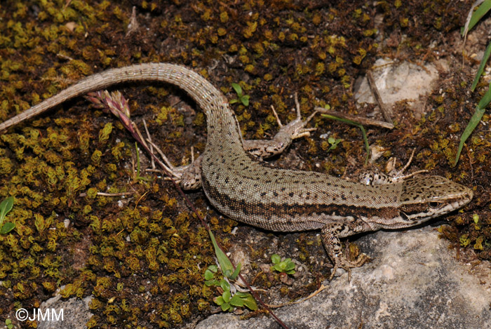 Zootoca vivipara louislantzi : Lzard vivipare de Lantz