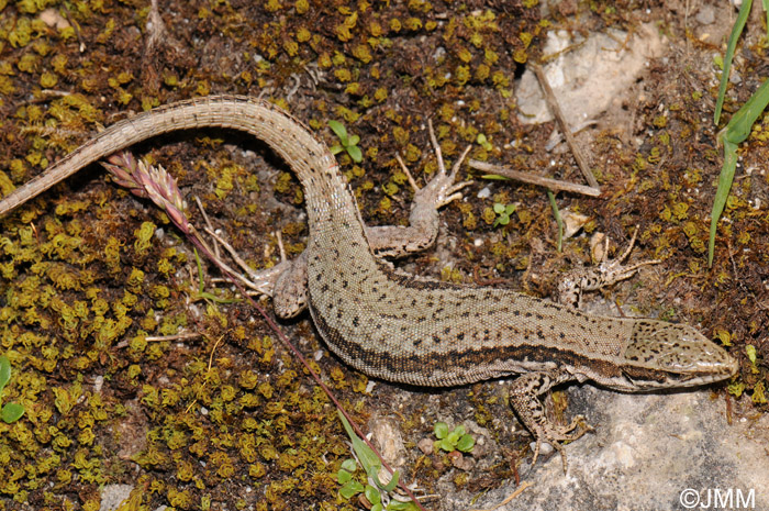 Zootoca vivipara louislantzi : Lzard vivipare de Lantz