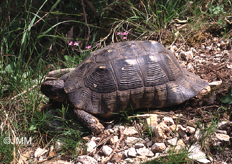 Tortue margine