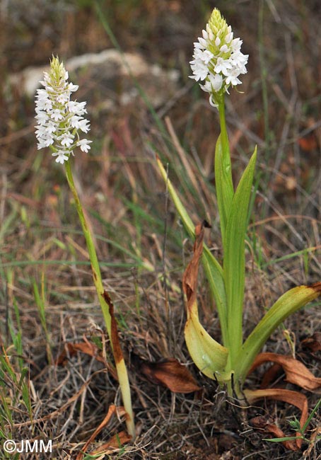 Anacamptis pyramidalis var. brachystachys f. albiflora