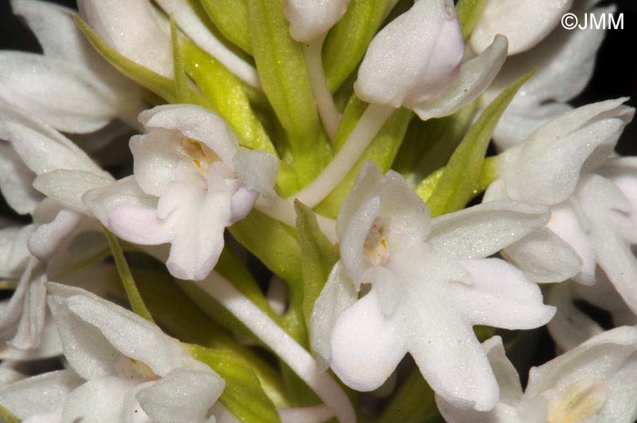 Anacamptis pyramidalis var. brachystachys f. albiflora