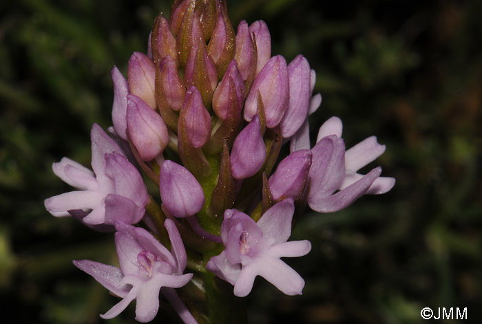 Anacamptis pyramidalis var. brachystachys