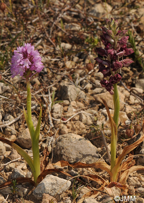 Anacamptis pyramidalis var. brachystachys & Orchis fragrans