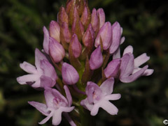 Anacamptis pyramidalis var. brachystachys