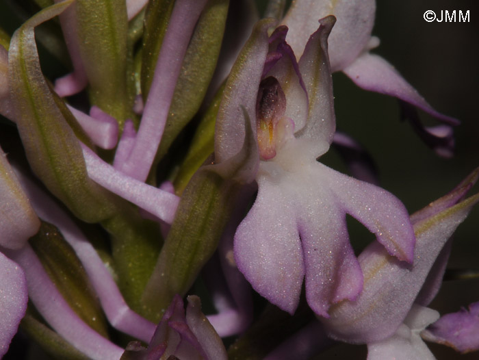 Anacamptis pyramidalis var. brachystachys x Orchis sancta