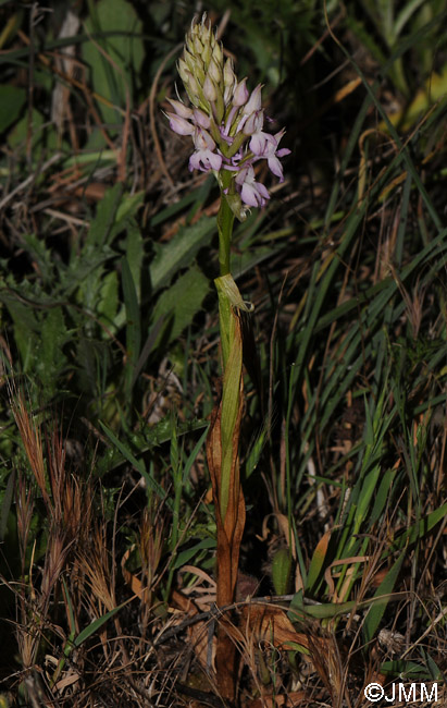 Anacamptis pyramidalis var. brachystachys x Orchis sancta