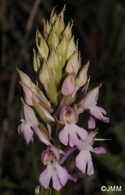 Anacamptis pyramidalis var. brachystachys x Orchis sancta