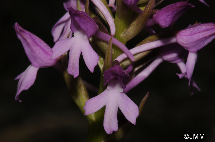 Anacamptis pyramidalis var. brachystachys x Orchis sancta