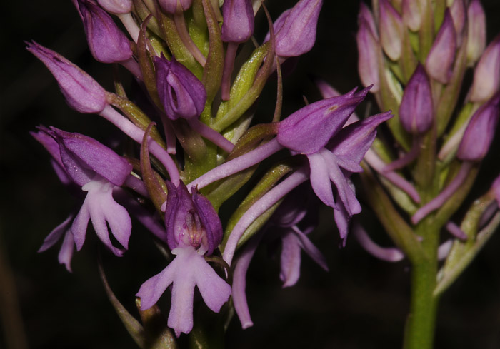 Anacamptis pyramidalis var. brachystachys x Orchis sancta