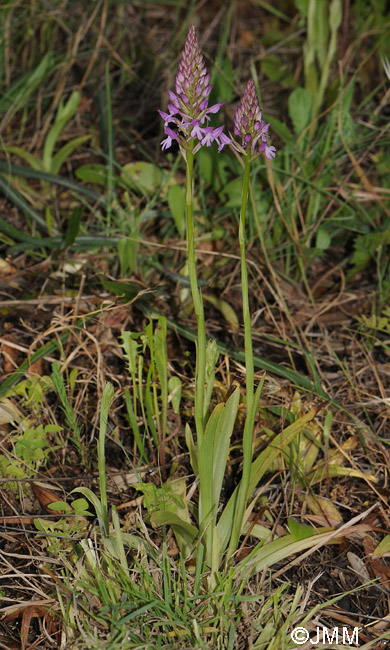 Anacamptis pyramidalis var. brachystachys x Orchis sancta