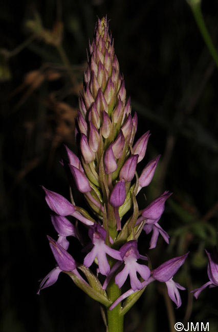 Anacamptis pyramidalis var. brachystachys x Orchis sancta