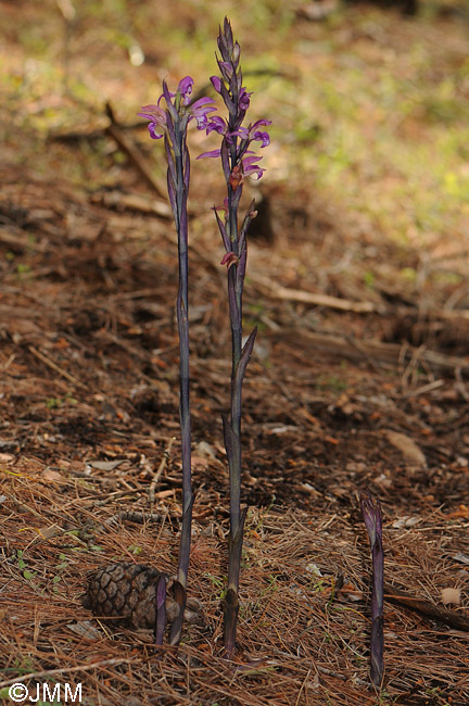 Limodorum abortivum f. rubrum