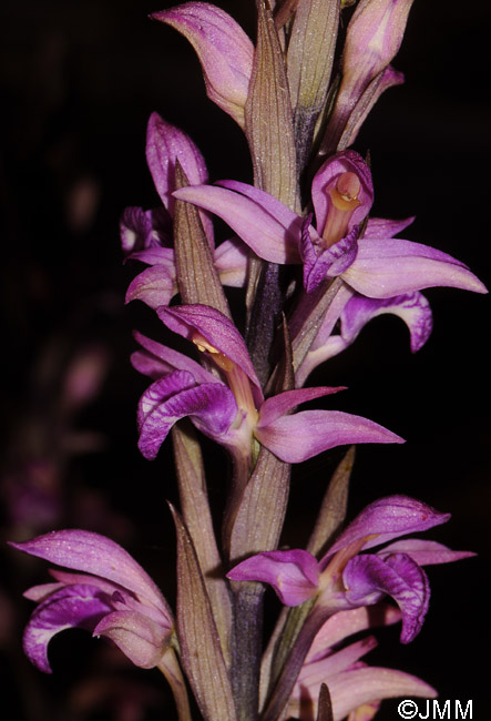 Limodorum abortivum f. rubrum